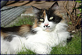 Angelina
