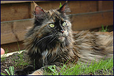 Amidala 6 Jahre