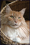 Februar 2010