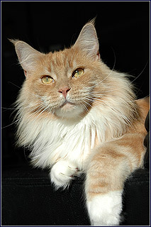 Sweetland's Junius