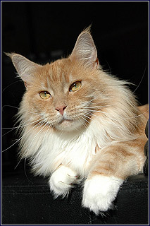 Sweetland's Junius